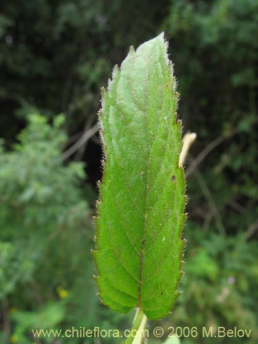 Imágen de Mentha aquatica (Hierba buena / Bergamota / Sándalo de agua). Haga un clic para aumentar parte de imágen.